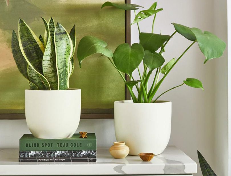 The Sill Classic Plant Subscription