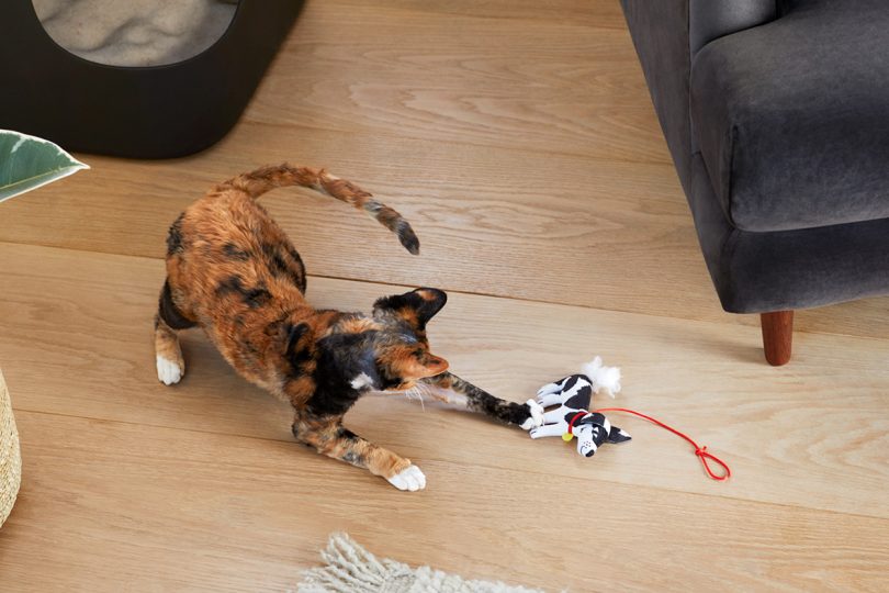 calico cat playing with cat toy on wood floor
