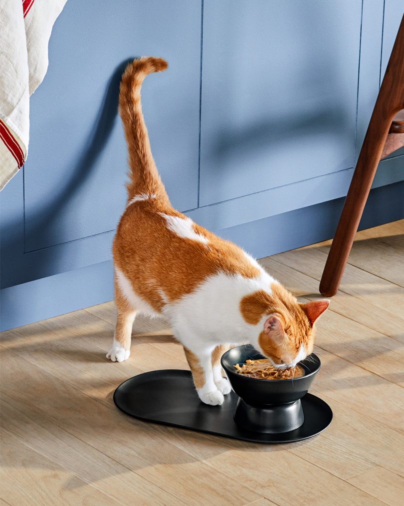 orange and white cat eating from black bowl and tray