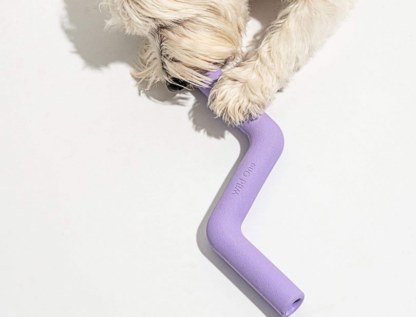 The 5 Wild One Pet Accessories Every Modern Dog Lover Needs