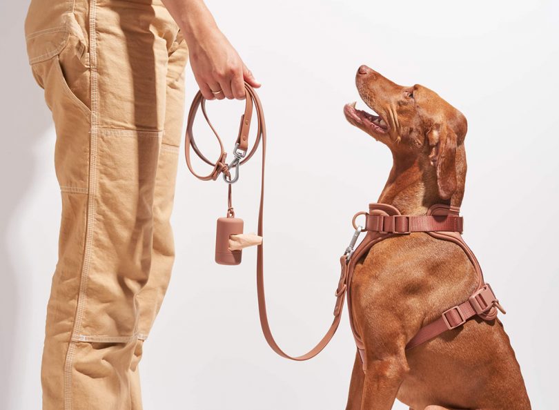 The 5 Wild One Pet Accessories Every Modern Dog Lover Needs