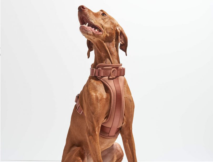 The 5 Wild One Pet Accessories Every Modern Dog Lover Needs