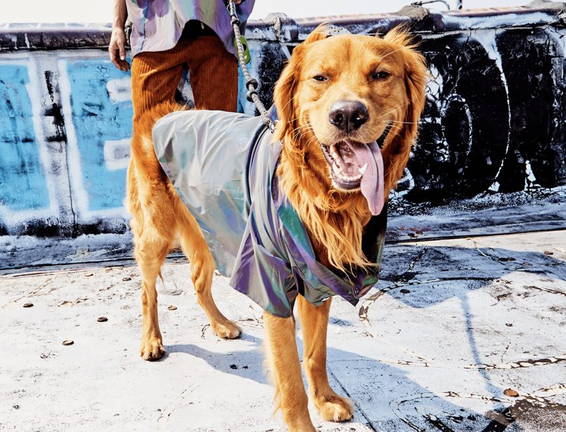 Our Pick: The Weather Proof Pet Coat