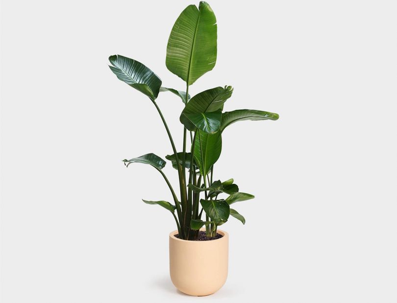 Wythe 30 Large Planter in White by Greenery Unlimited 