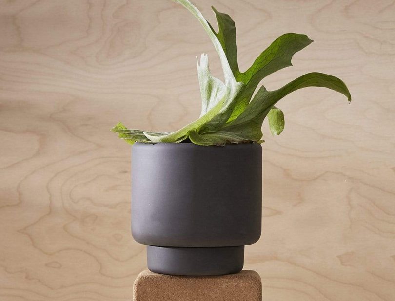 Large BOTANY Plant Pot by Aaron Probyn