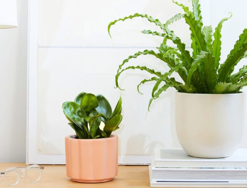 Pet-friendly Plant Subscription Box by The Sill 