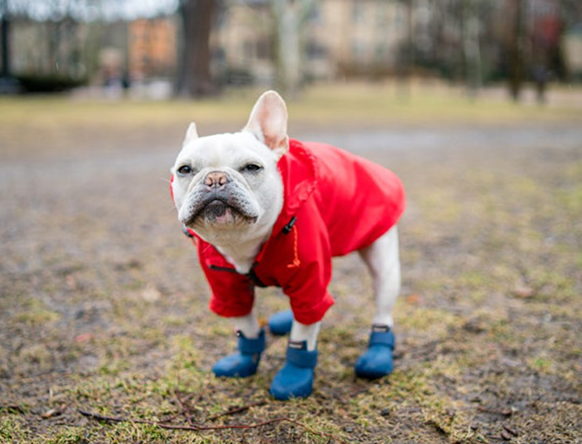 blue wagwellies on a french bulldog