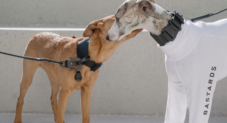 This High-Tech Dog Wear Brand Makes Modern Accessories for Cool Canines