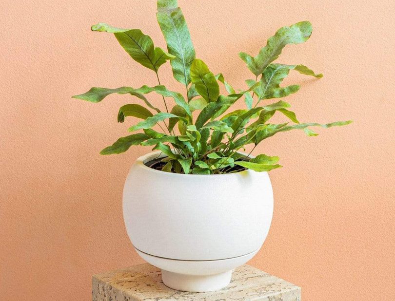 https://design-milk.com/images/2022/02/greeneryunlimited-suttonplanter-plantcaretips-designmilkshop-810x618.jpg