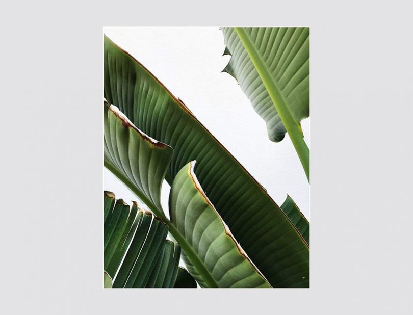 Tropical world print by Jennifer Chong 