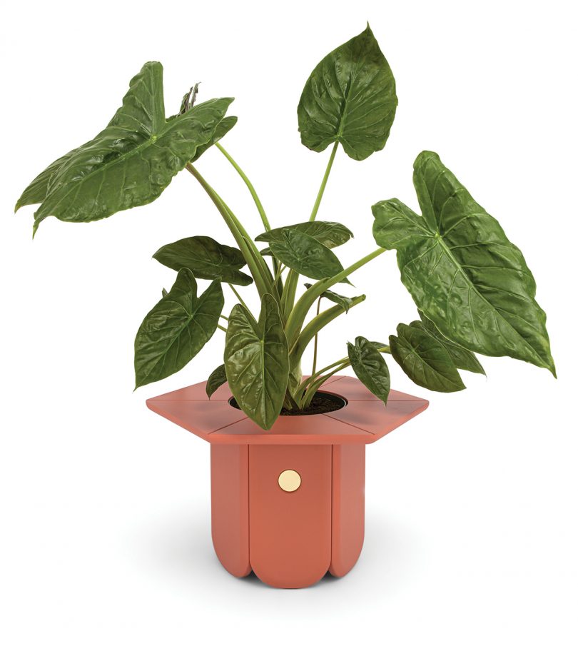 terracotta colored short vase with monstera on white background