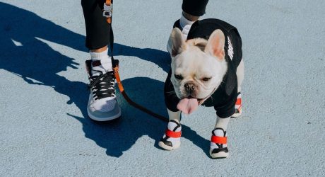 RIFRUF Makes Modern Dog Sneakers for Hype Beasts