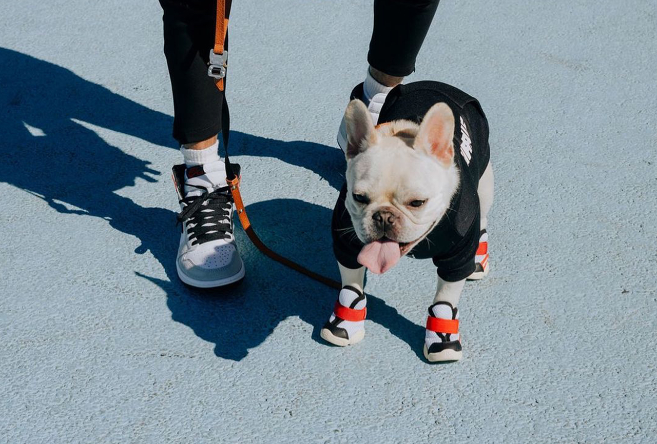 Puppy sneakers on sale