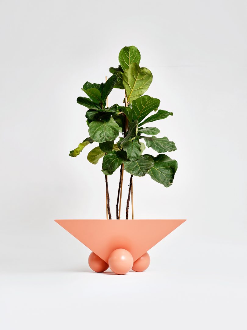 pink geometric planter with fiddle leaf fig on white background