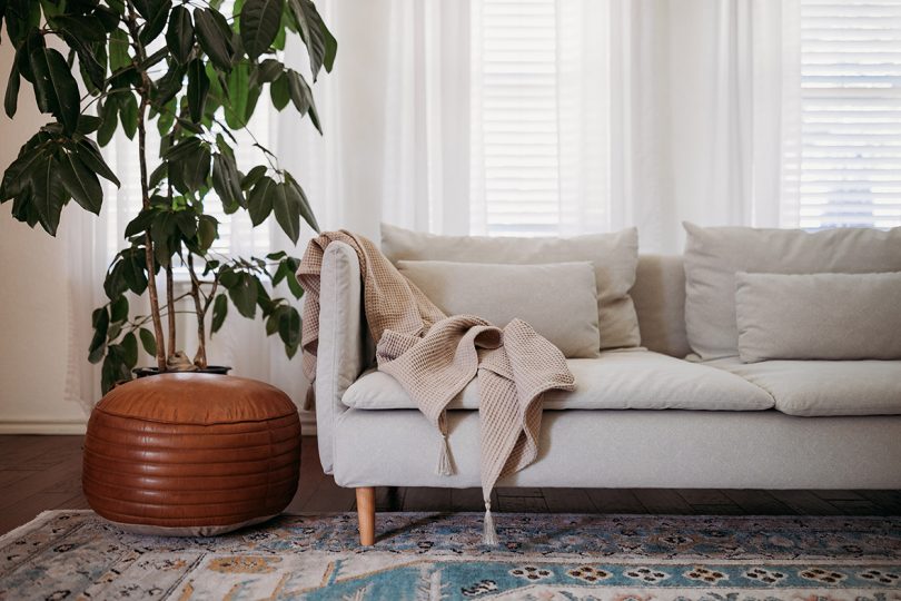 neutral colored sofa and large plant in styled interior space