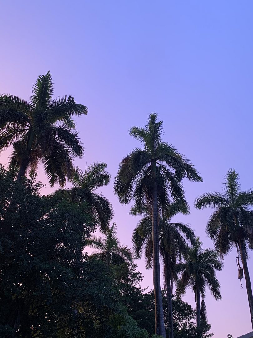 palm tree silhouettes against a pink and purple sky