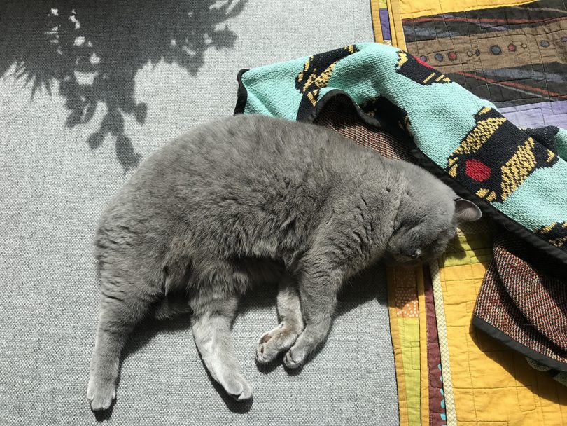dark grey cat laying in the sun