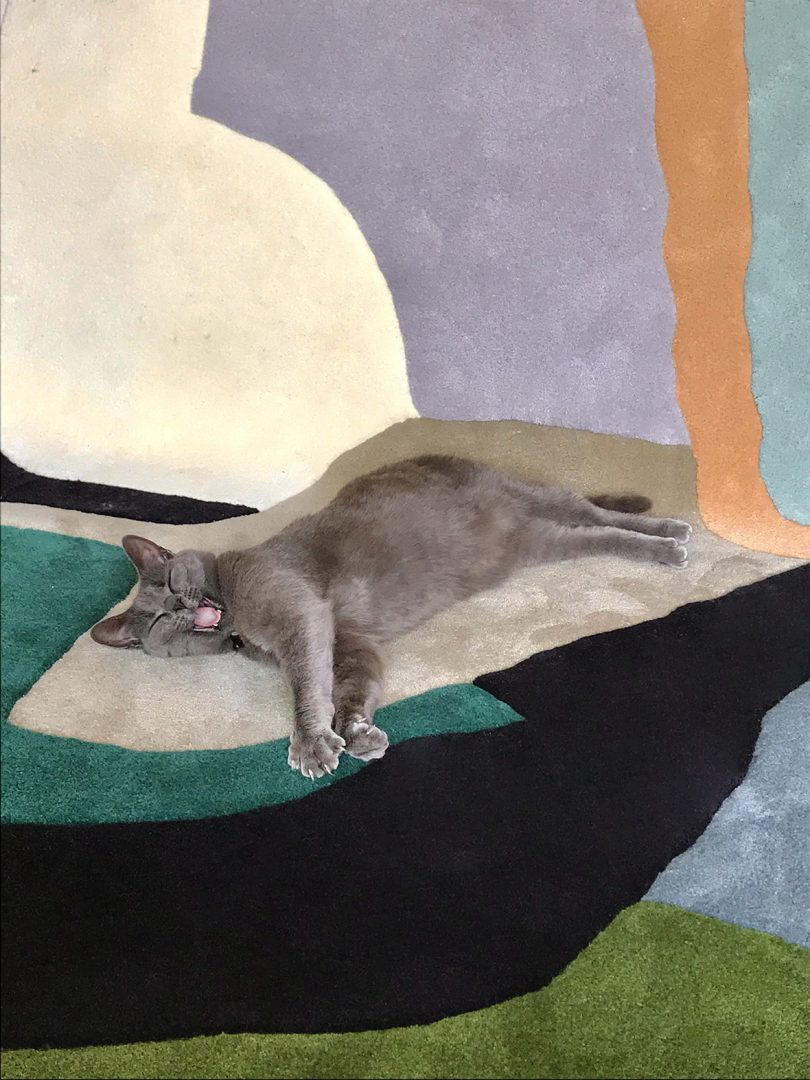 grey cat laying on abstract floor rug
