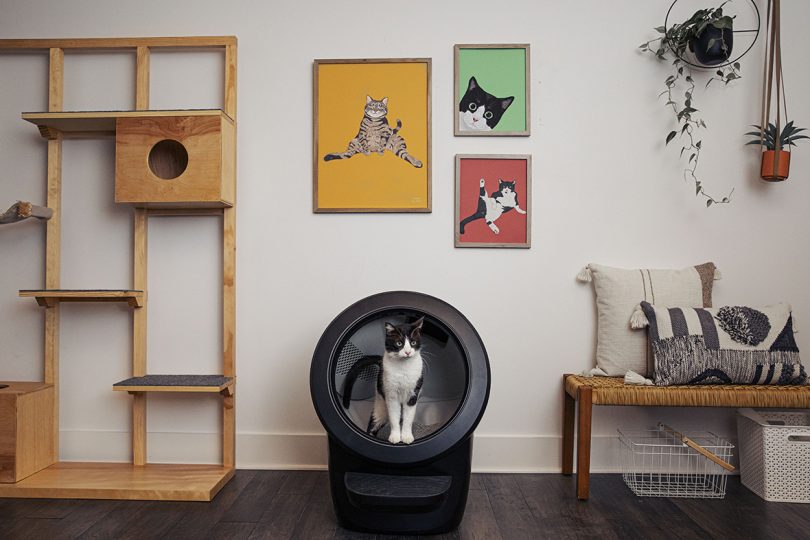 black and white cat standing inside black self-cleaning litter box in styled living space