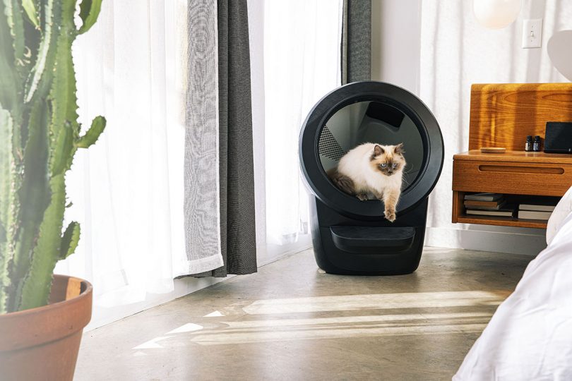 brown and white cat standing inside black self-cleaning litter box in styled living space