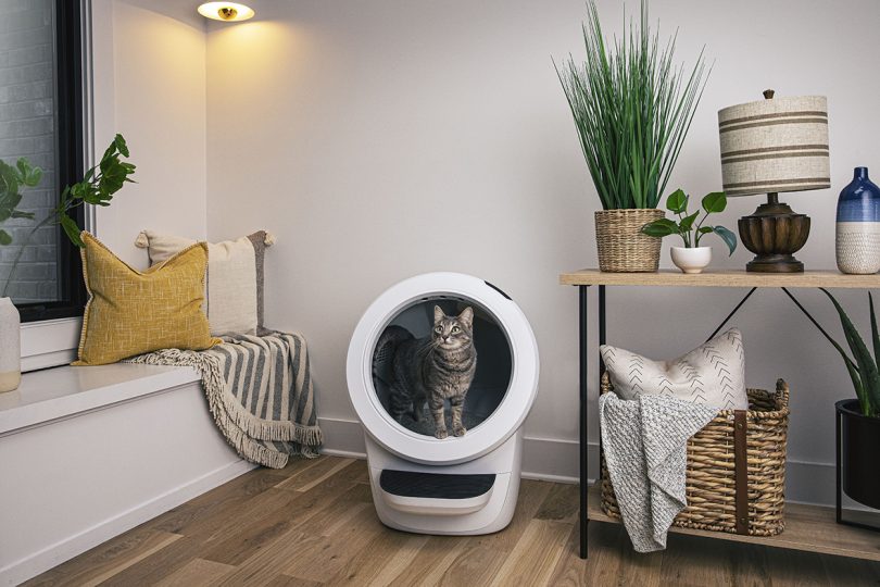 tabby cat standing inside white self-cleaning litter box in styled living space