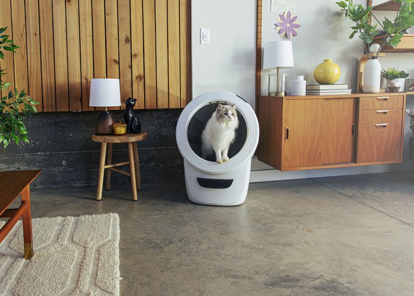 brown and white cat standing inside white self-cleaning litter box in styled living space