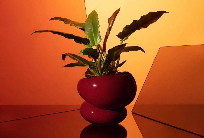 lopsided shiny red vase with green plant in front of orange background