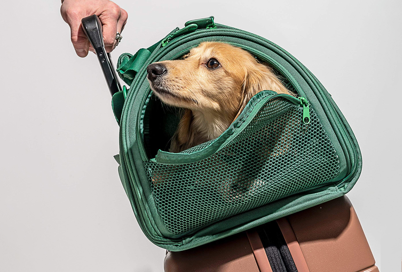 Everything You Need To Travel With Your Pets This Summer