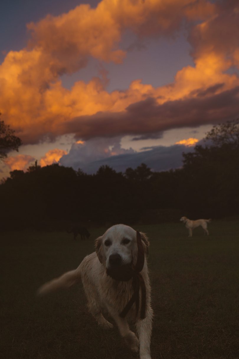 two dogs in a field at dawn