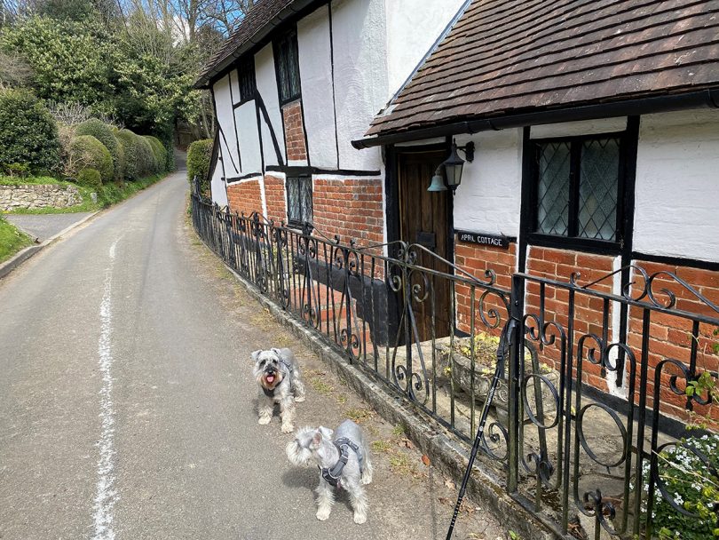 two miniature Schnauzers standing on the road next to a house