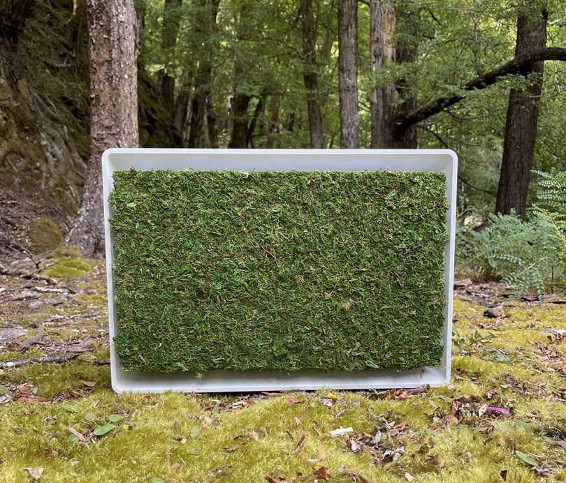 Detail of a moss front panel installed on a July window air conditioner in a moss-covered forest setting.