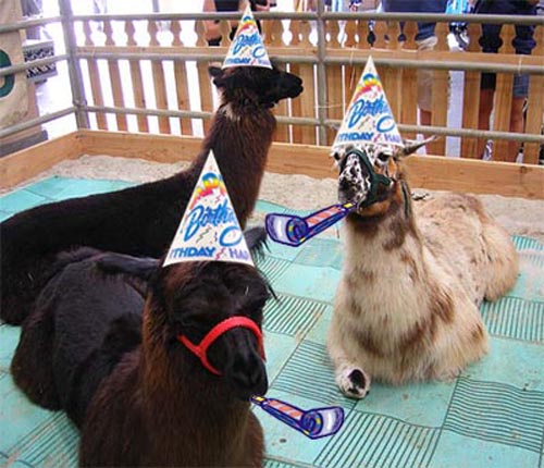 llamas in birthday hats