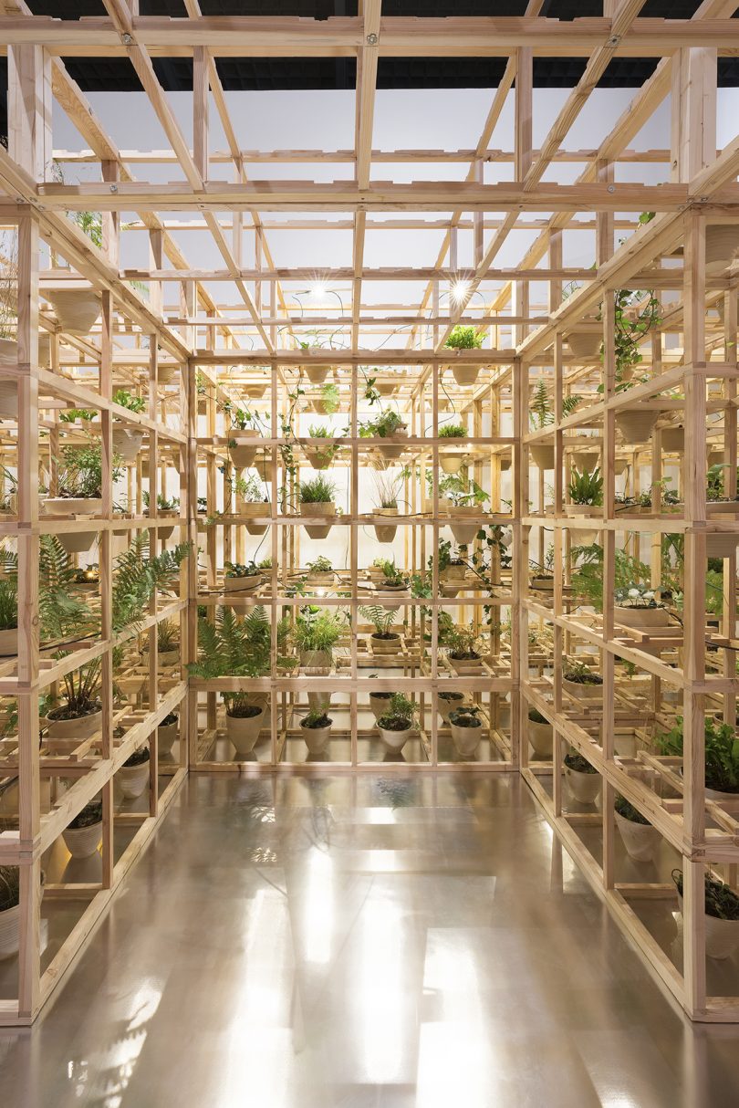 wood scaffolding holding plants in terracotta pots