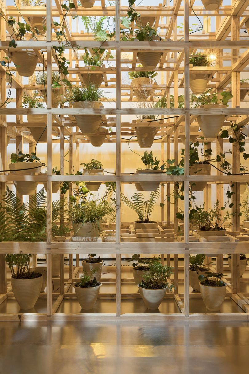 wood scaffolding holding plants in terracotta pots
