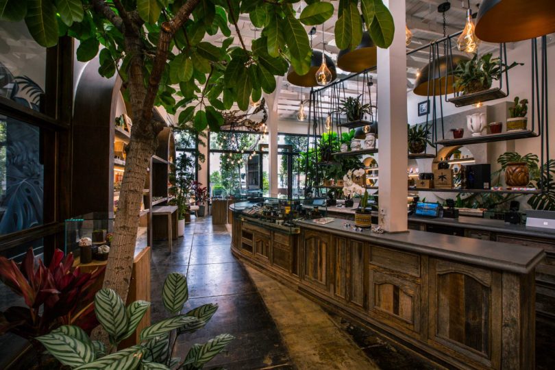 interior shot of cannabis store with wood accents and greenery