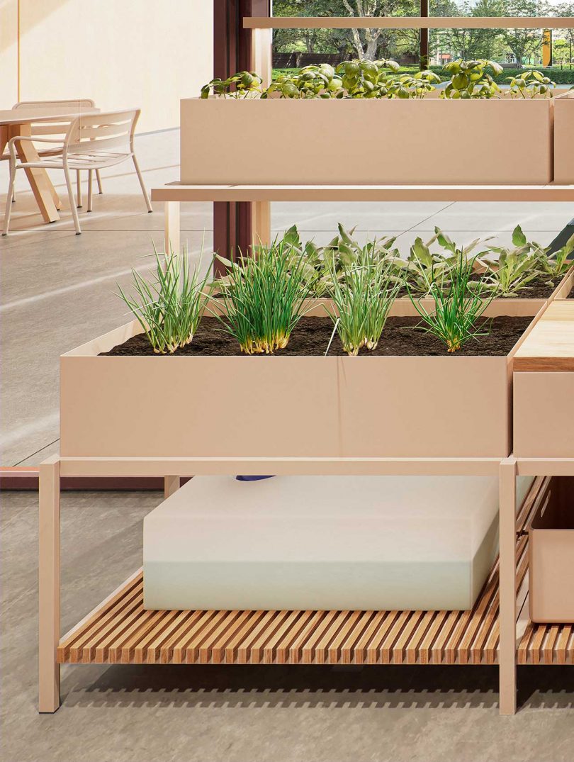 indoor wooden hydroponic garden with growing plants