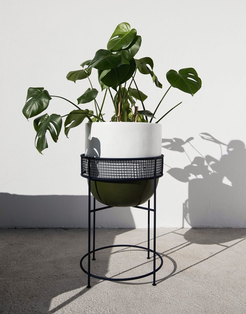 outdoor planter with plant
