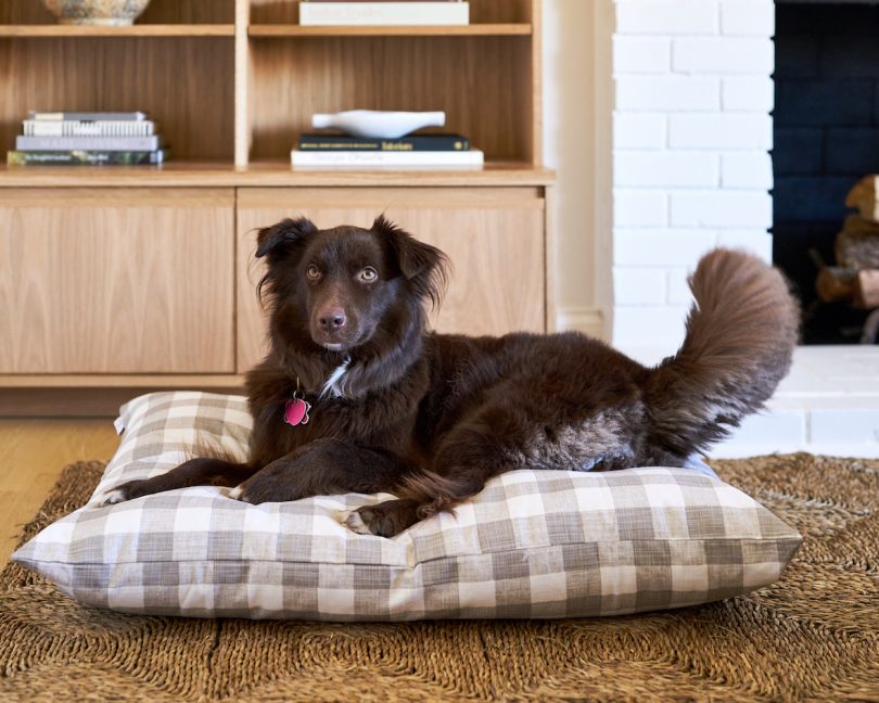 brown dog on dog bed