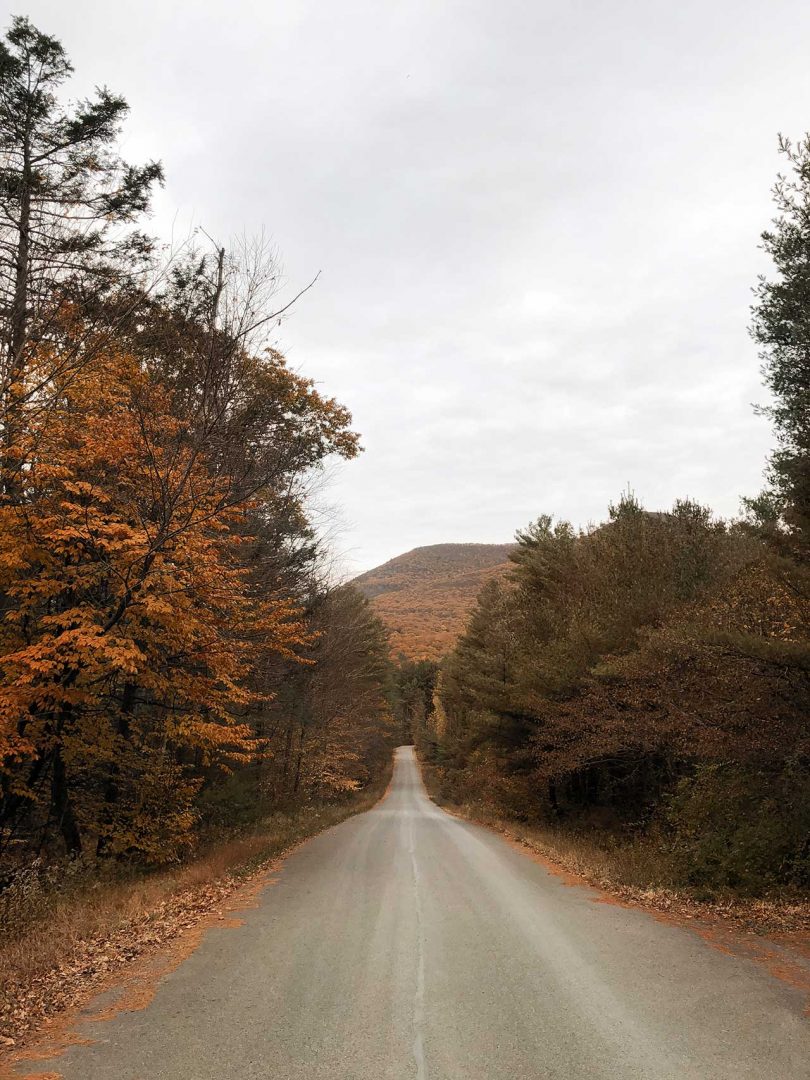 view on empty country road surrounded by trees in the fall 