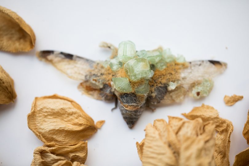 crystalized cicada on white background