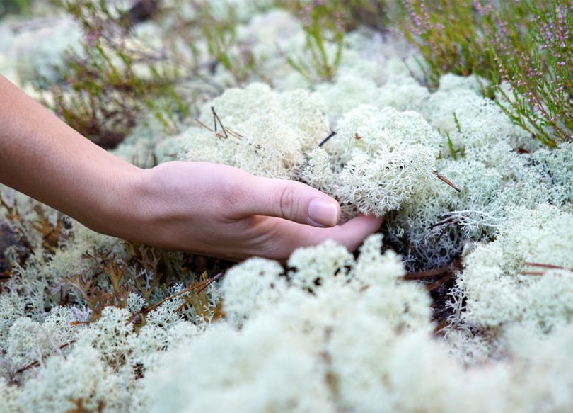light-skinned hand holding fluffy moss