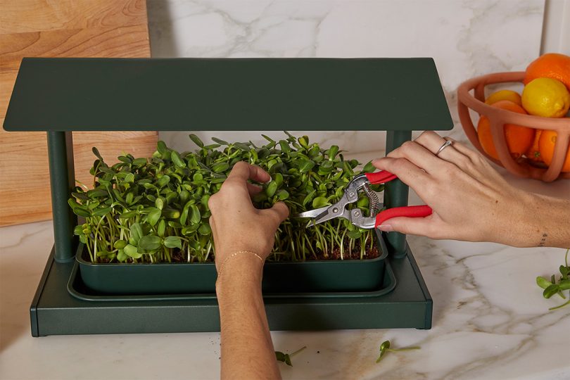 dark green countertop greenhouse with someone snipping greens