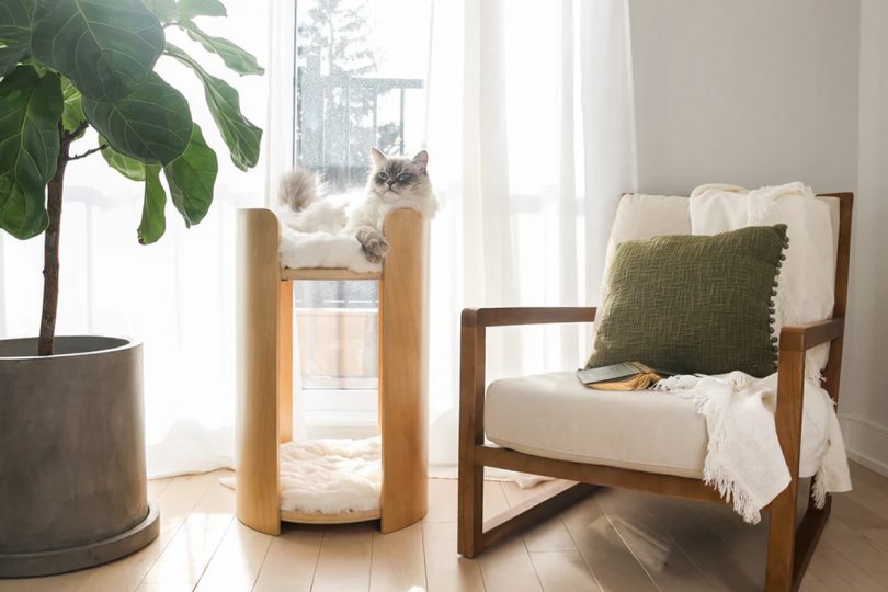 cat lounging in elevated modern cat tree in style living space