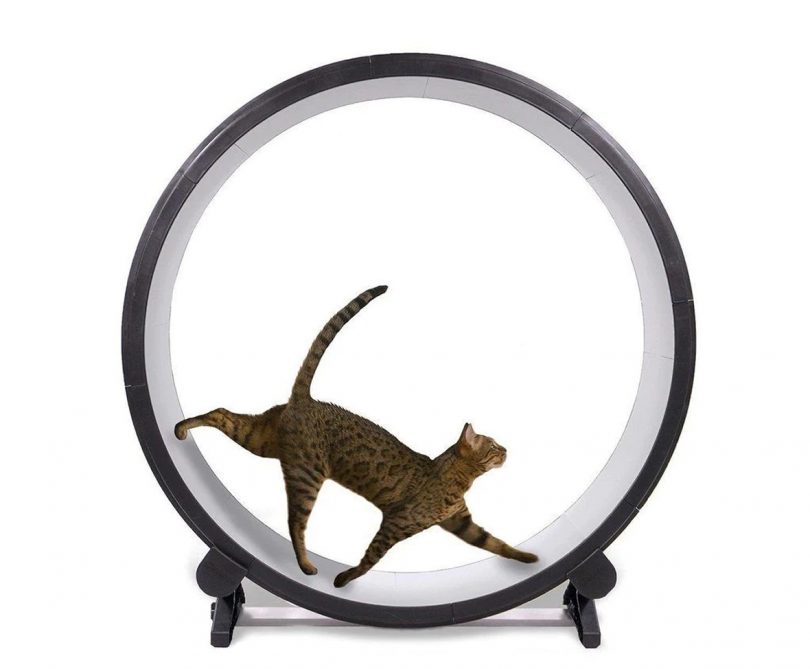 cat running on a circular treadmill for pets on white background