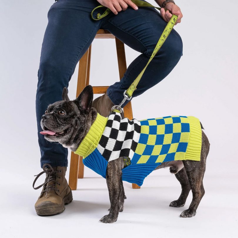 french bulldog dressed in a chartreuse, black, blue, and white checkered sweater
