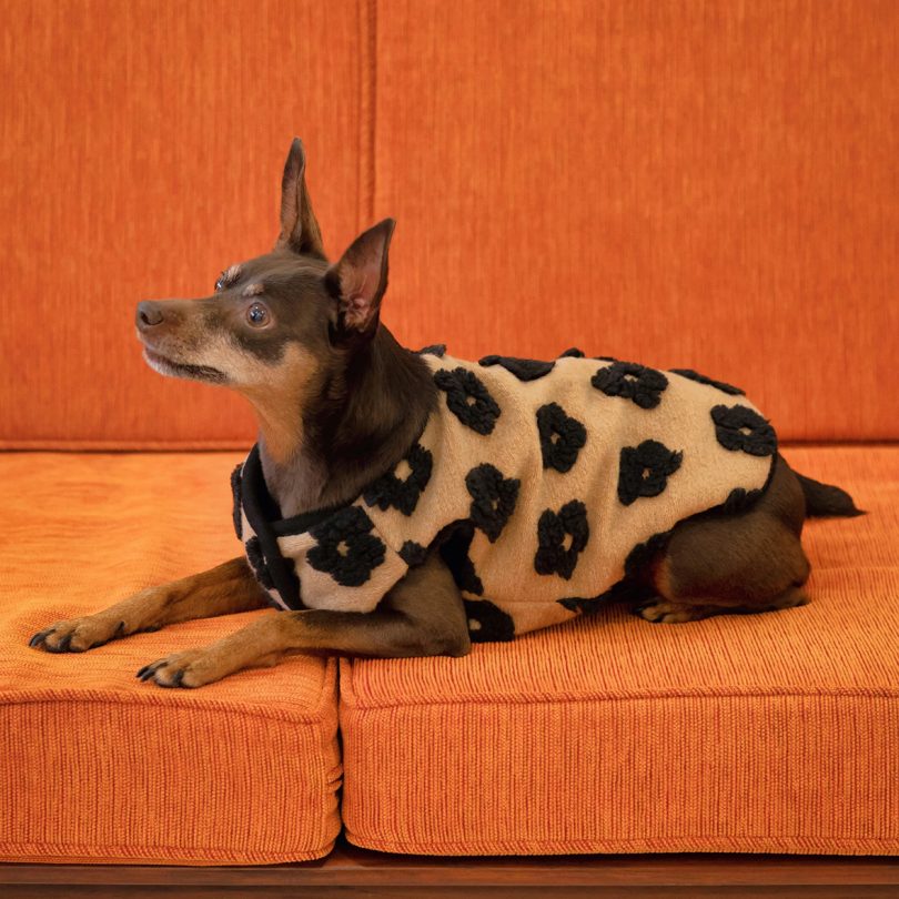 small dog wearing a tan and black fleece vest with flowers on it white laying on an orange sofa