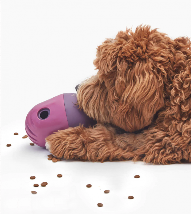 brown labradoodle laying down and playing with a purple toy that releases treats