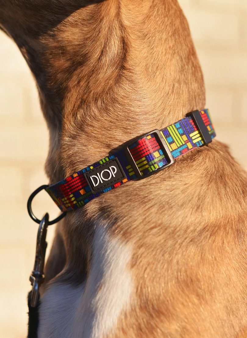 detail of a brown dog's neck wearing a colorful collar