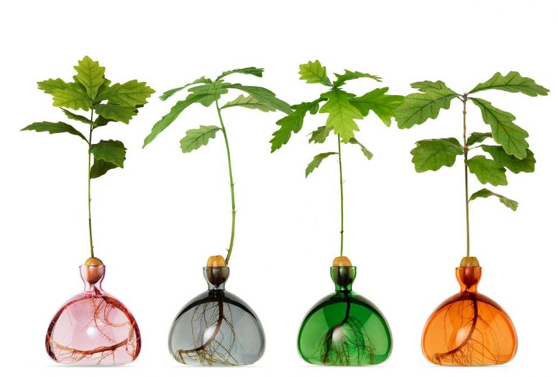 four colored glass vases with acorns growing small trees