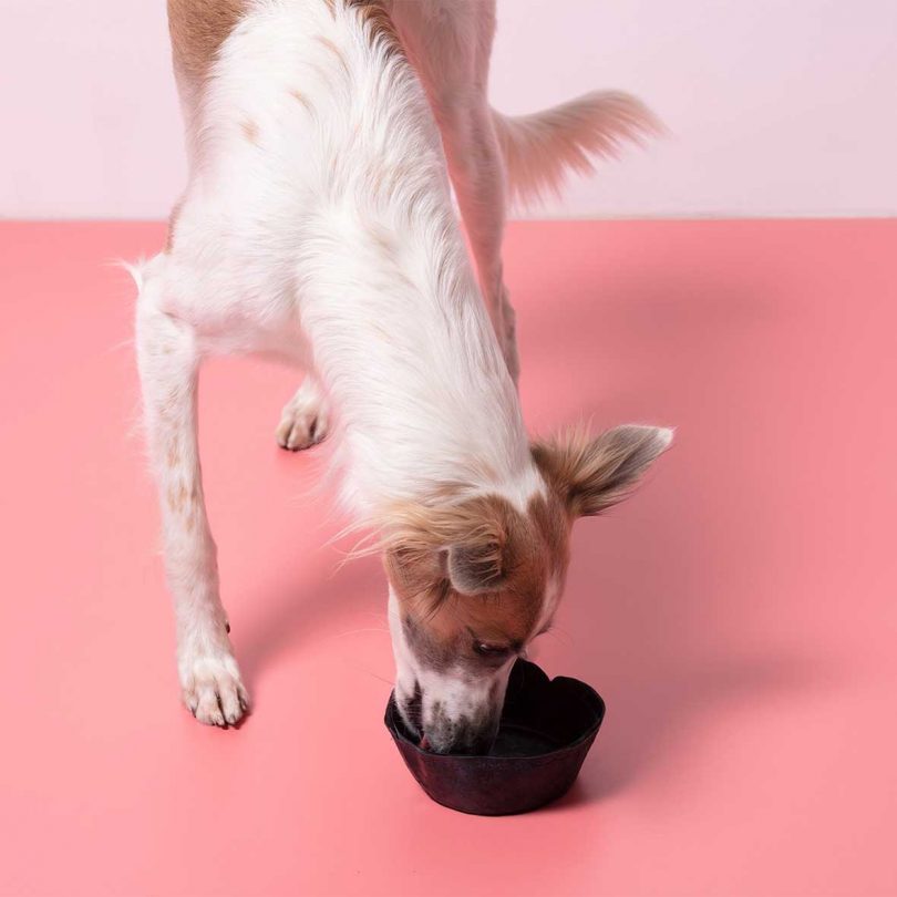 white and brown dog leaning forward with nose in blue tinted bowl on pink background